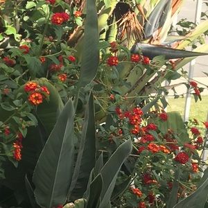 Meet your Posher, Fiona